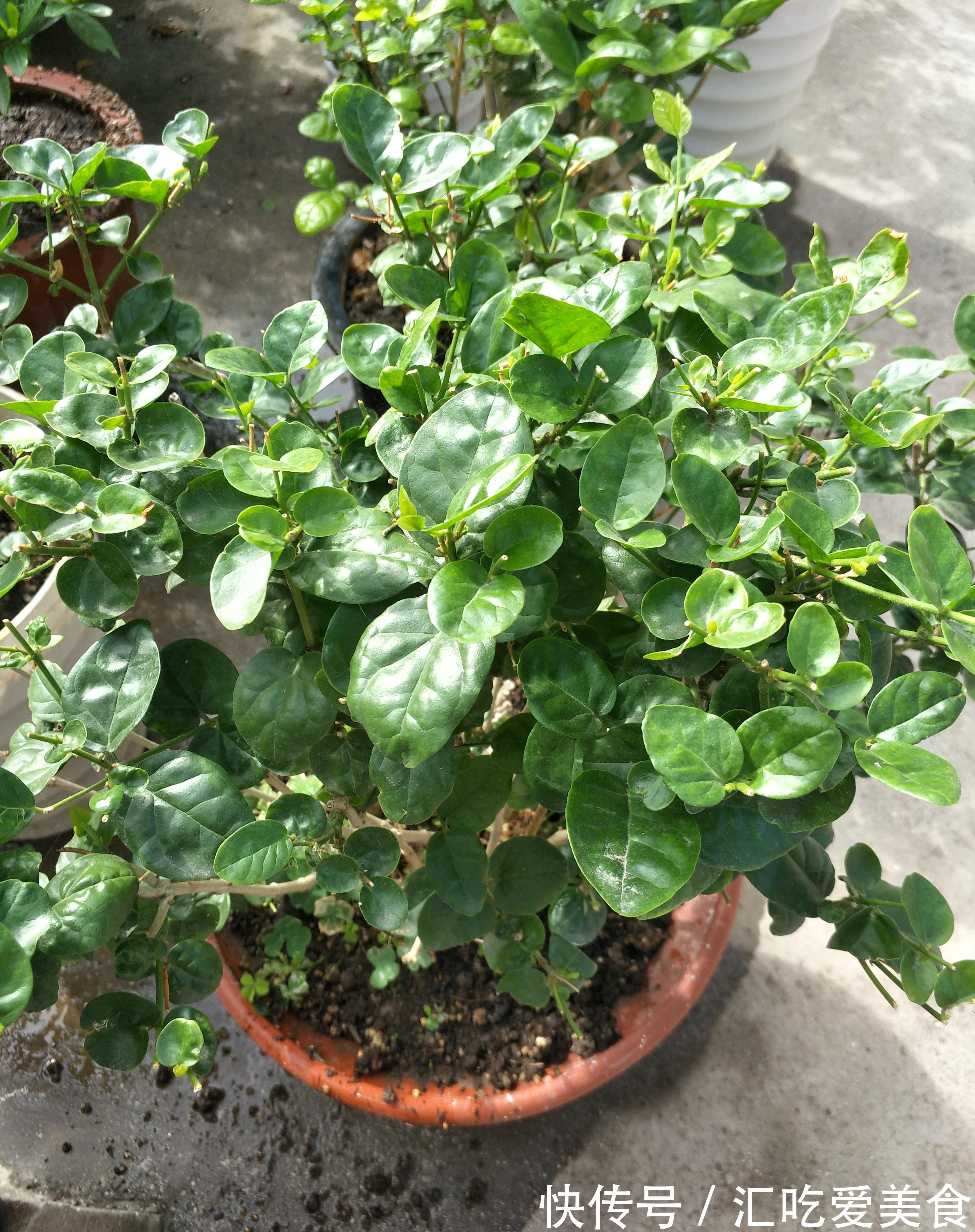 秋末了,别再用夏季的养殖方法养茉莉花,换一种方式,越冬无难度