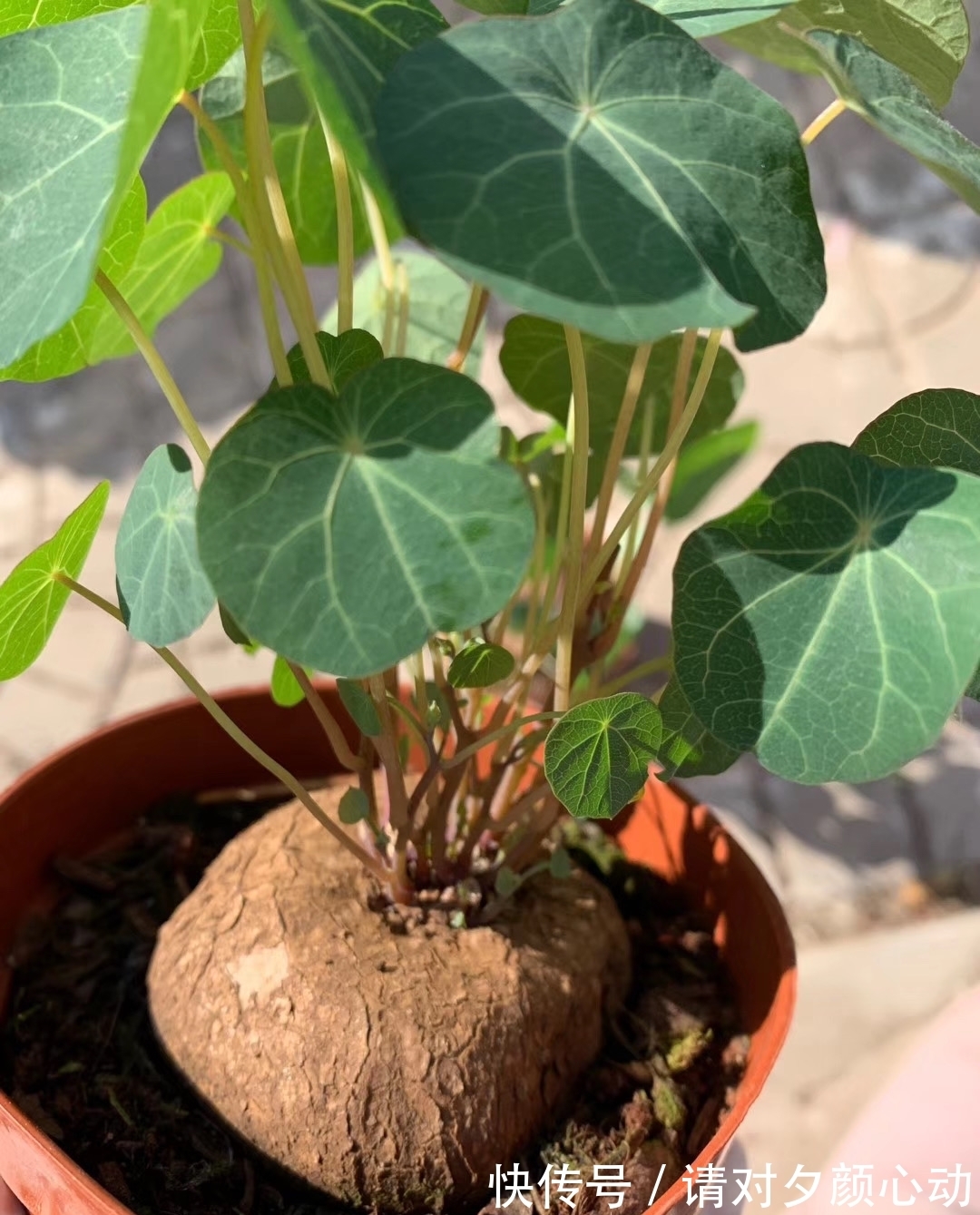 9种养不死的花，绿萝只能排最后，再养不活就剁手吧