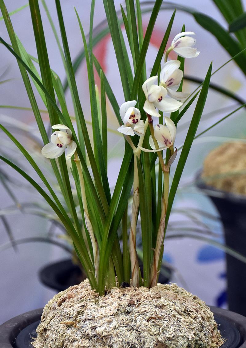 硫酸亚铁|入冬养兰有“三怕”,避开不落蕊,缀出白嫩萝卜根,绽放层叠群兰