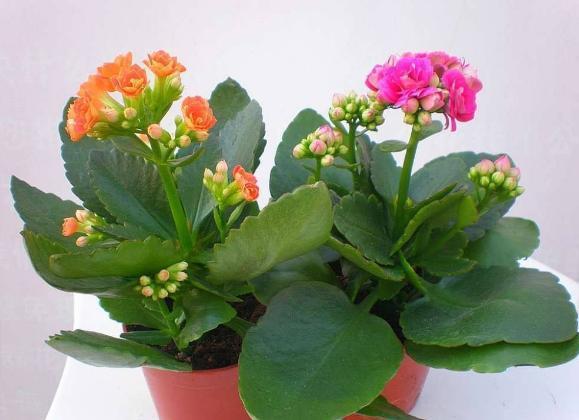 新手|新手花友养长寿花,该牢记哪些才能一年四季开花