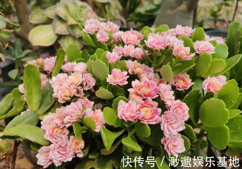 浇水|不爱喝水的“三种花”,没事多晒晒,不断冒花苞,水多反而养不好