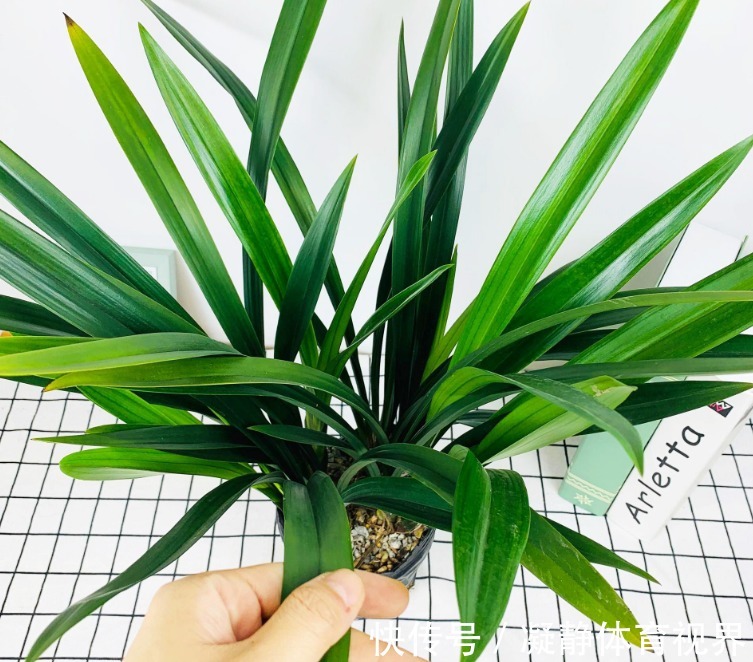 抓把“黄豆”养绿植，盆栽不施肥，光浇水就能养得叶绿根壮