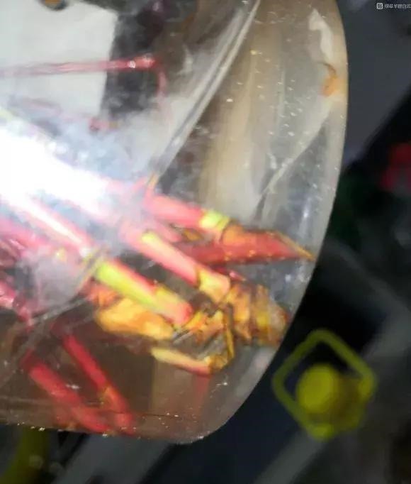 扦插不长根5种生根水里泡一泡，10天长出大白根，蹭蹭长！