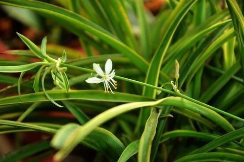 香蕉皮|香蕉皮养花的方法,跟老花农学两招,让花卉蹭蹭长!