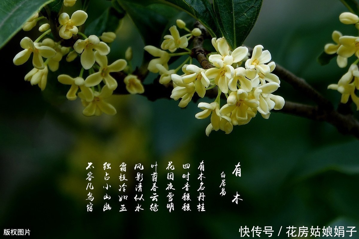 泥炭土|一根枝条，一个花盆，在家自己种桂花，不花钱也能嗅花香