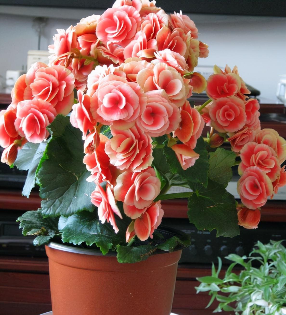 5种“耐寒花”,适合冬天养,多晒“少管”,爱开花