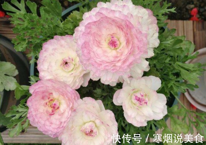 家庭养花成片种花毛茛,调剂好这3大因素,一开就一片花