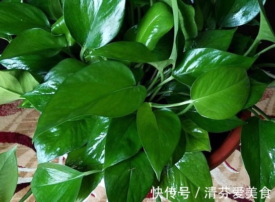 植物|家里常备这3种水溶液,养绿萝吊兰、发财树,个个枝繁叶茂根壮