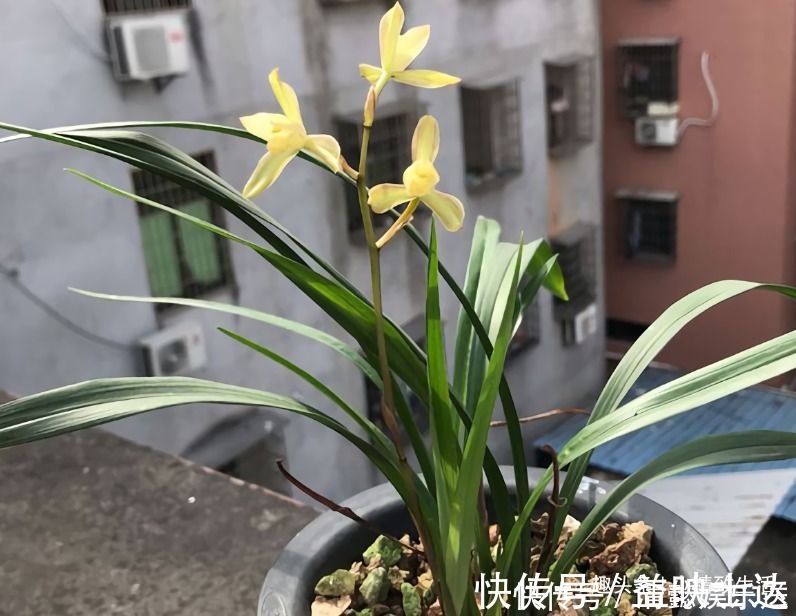 缺水|新手养兰花，要注意3点，先学会怎么养不死，再学怎么养好