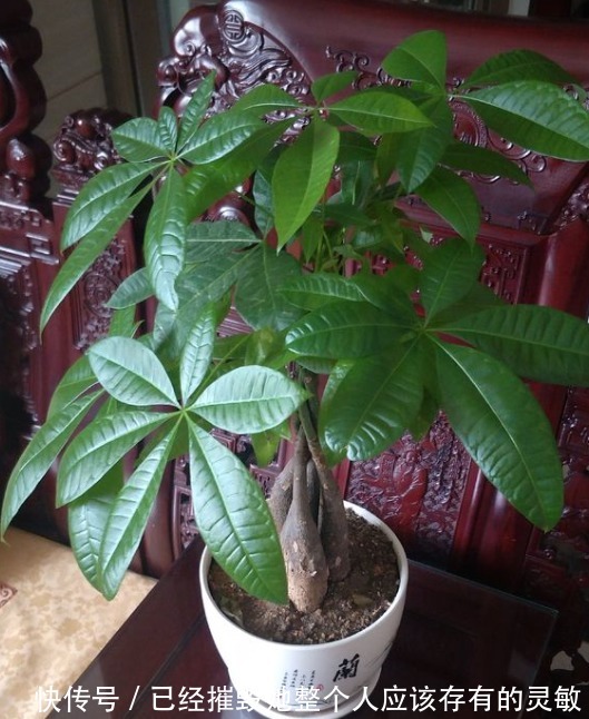 “大户人家”都在养的4种花,不仅四季常青,而且寓意非常好