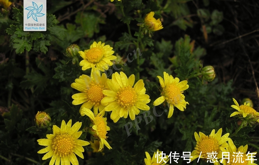 科学家&让科学家头疼的花,它高低得算一个