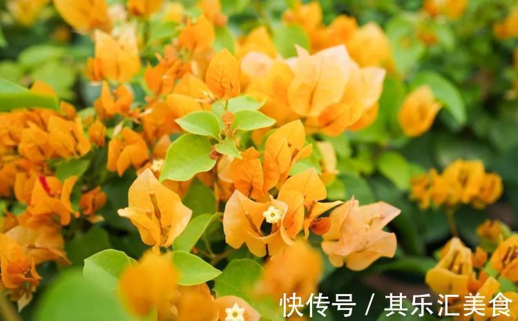 做到这点,三角梅开花不断,花大色艳,花期长