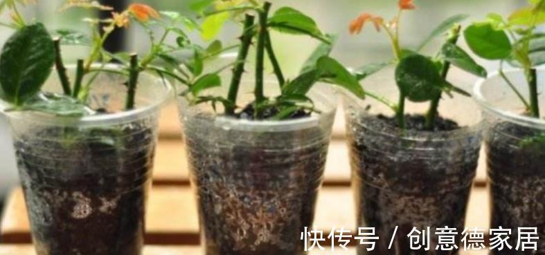 木炭|木炭养花小知识:消菌杀毒、明确目的和用法,一步都不能少