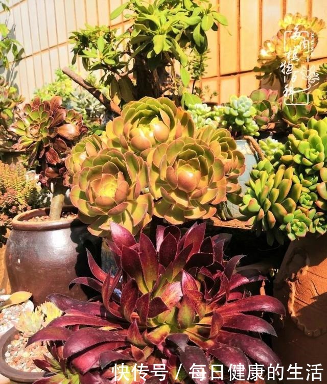 如何让多肉变美看看我是如何宠它们的！如何让多肉变美看看我是如何宠它们的！