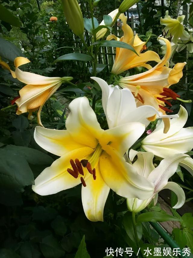 三楼|三楼奶奶不让我在一楼种花，事情解决了，出乎意料的让人难受