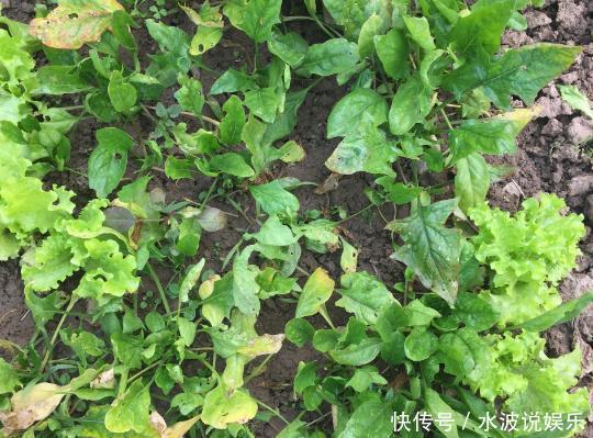 春天养花,不如在冬天种菜,撒一把菜籽,不到1个月就能收割