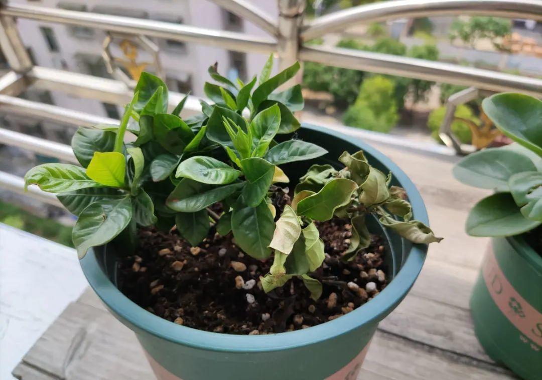 花成了光杆司令,剪一刀撒点药,很快冒新芽