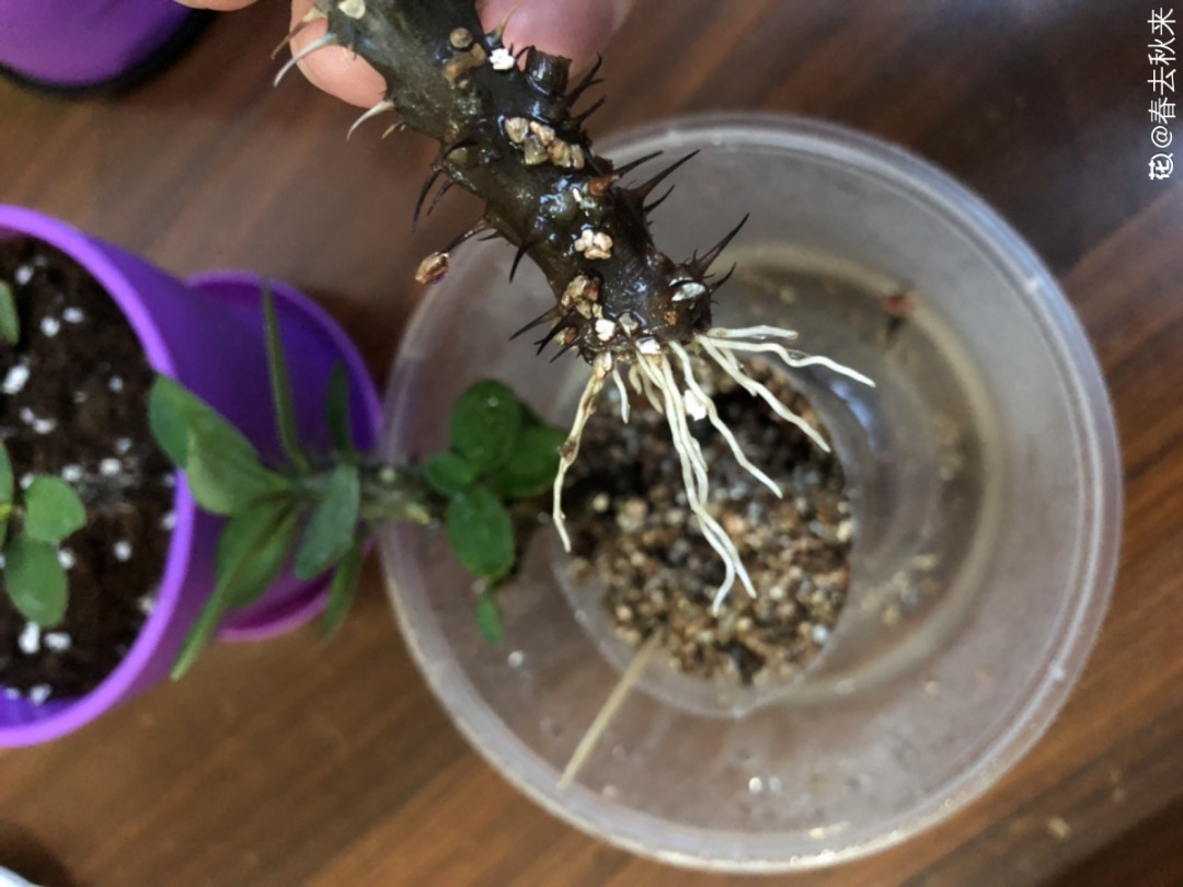 叶子|家里养棵“丑八怪”,霸气镇宅,越养越爱