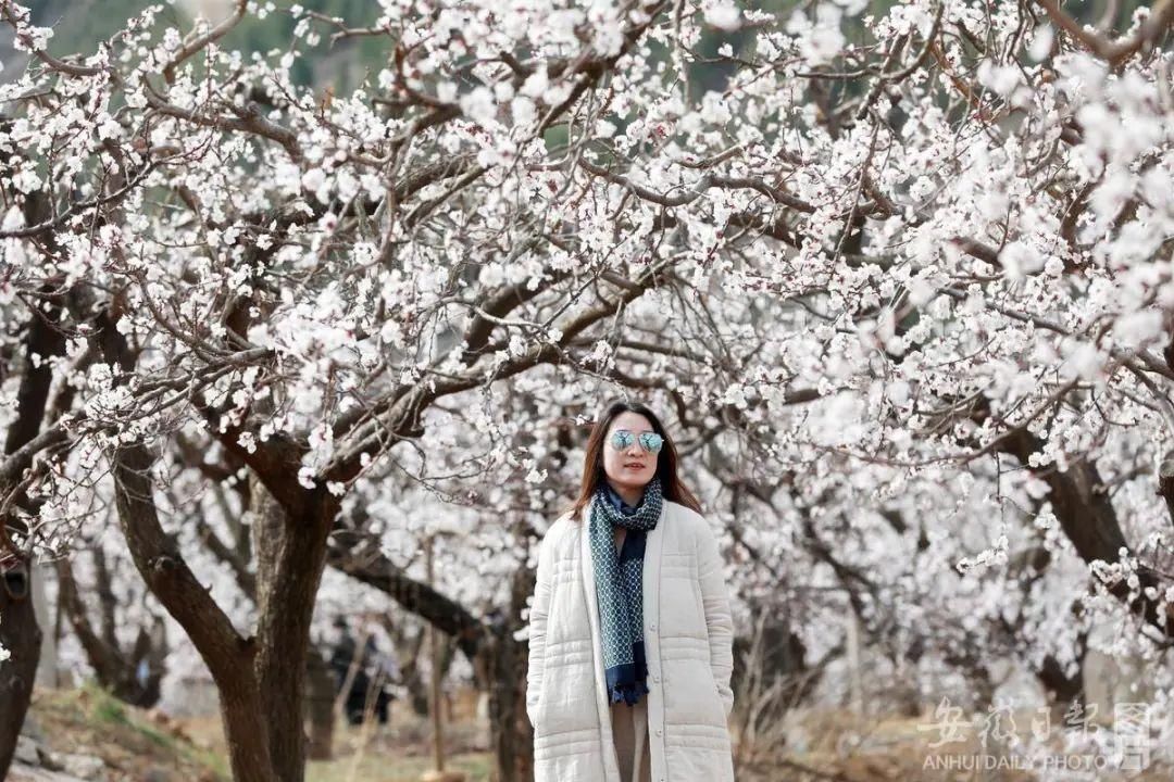 黄里杏花浪漫来袭！踏春、赏花，一起来玩！