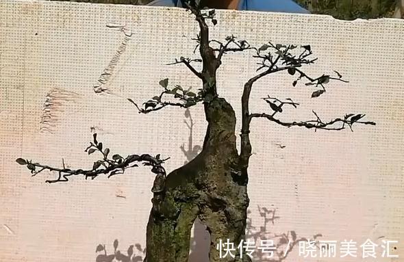 盆景蟠扎丝在盆景制作中的应用以及蟠扎中应注意哪些