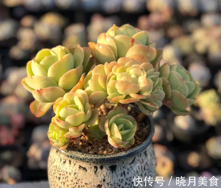 最好养的几款多肉植物,经验篇