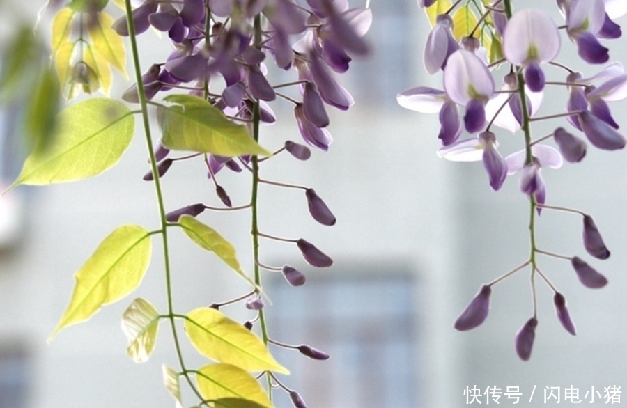 无花|千古名诗70首,诗中有画,再现了几千年来《清明》的风土人情