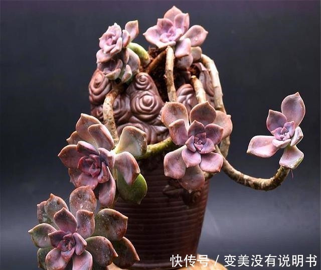 格调|3种最容易养成悬崖桩的多肉,养护简单色彩绚烂,高贵大气有格调!