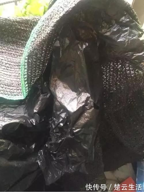 蟹爪兰不开花，盆里扔个“蛋”，变成“钢锯叶”，花开满枝头！