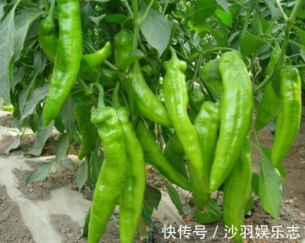 想要尖椒高产量必学尖椒的种植要点，后期管理也是关键
