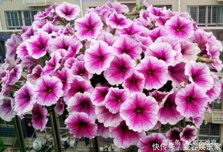 几种花养家里,福旺运旺财更旺,越养越上瘾,你养了吗