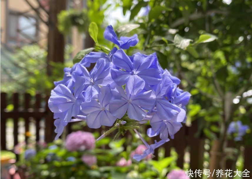 夏天|3种花特喜欢太阳，夏天晒晒长得旺，开花多多