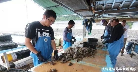 珍珠|亲临MIKIMOTO珠宝基地,揭秘顶级珍珠诞生的背后真相