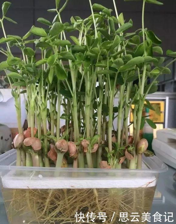 发芽“花生”扔水里,几天长成“含羞草”,越养越有惊喜