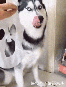 一只喜欢敷面膜的哈士奇,原来是哈士奇帅气的脸蛋是这样来的啊