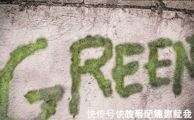 啤酒!他用酸奶、啤酒、苔藓把动物养在墙上,14天后的画面让人惊讶