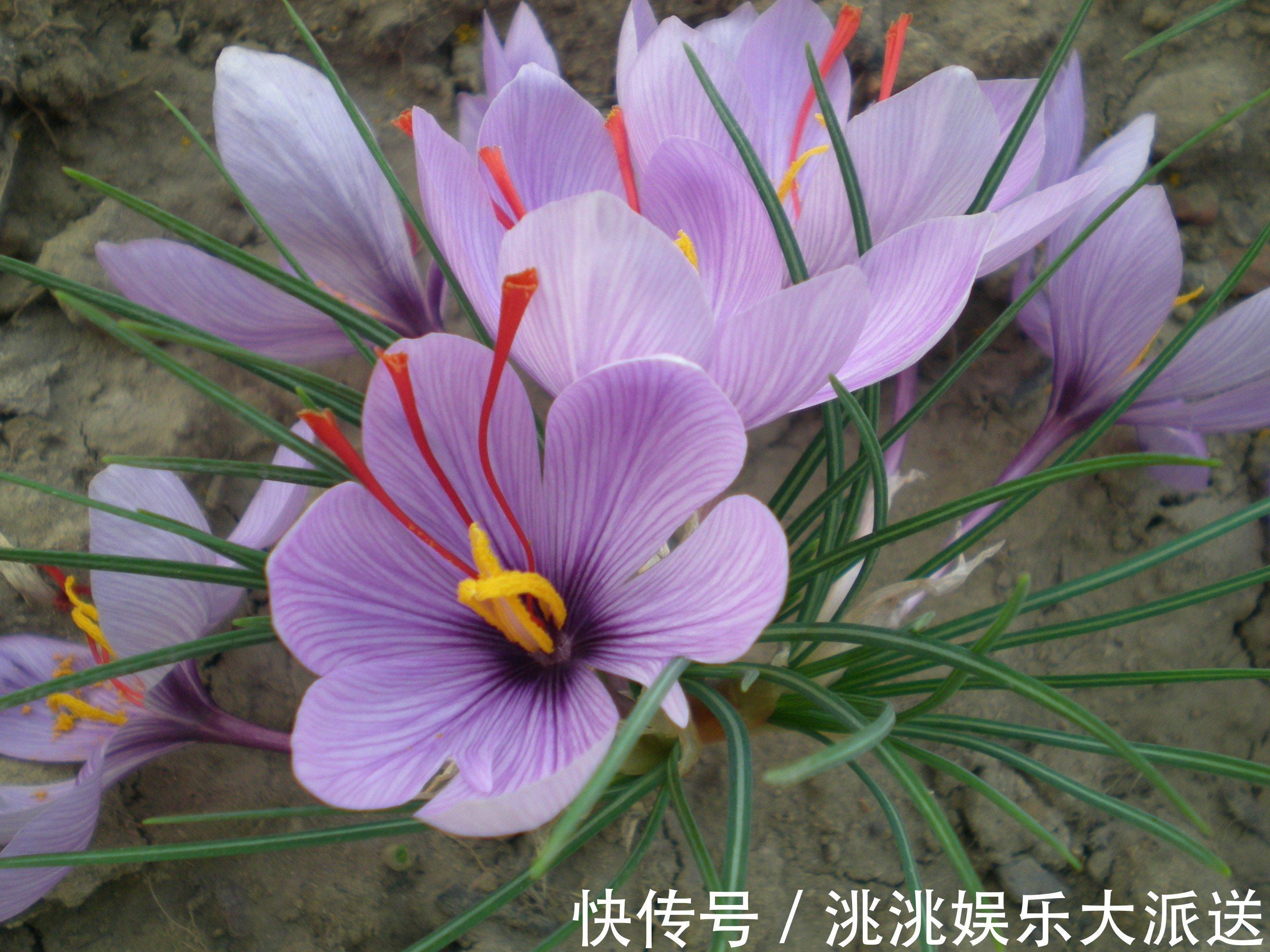 此花娇柔优雅,芳香四溢,是著名的珍贵中药材,代表着青春和祝福