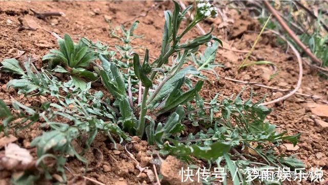 春风十里|挖错荠菜等于吃草,这些“假荠菜”你确定都认识吗