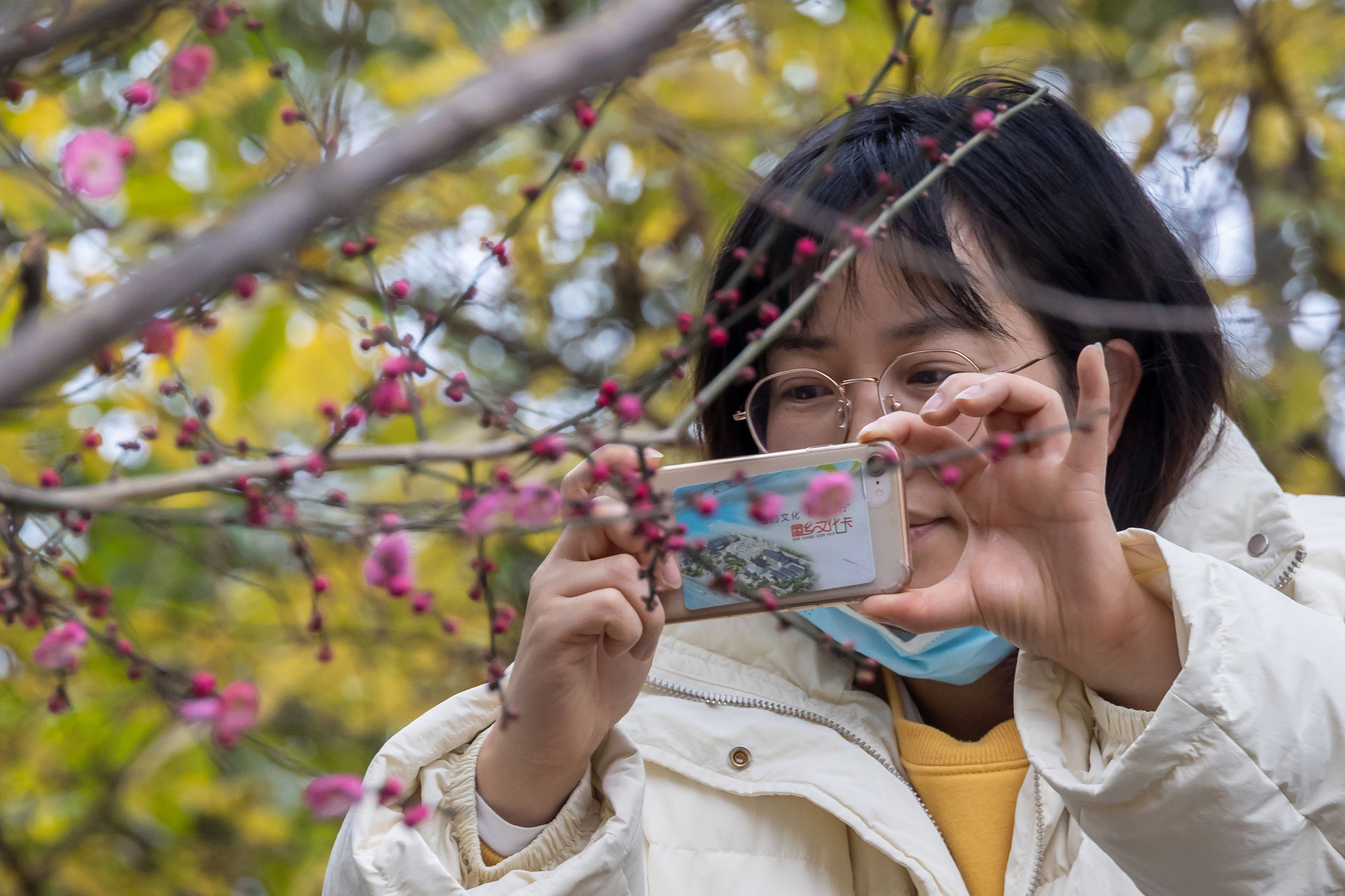 |景宁：鹤溪河畔红梅艳|组图| 鹤溪