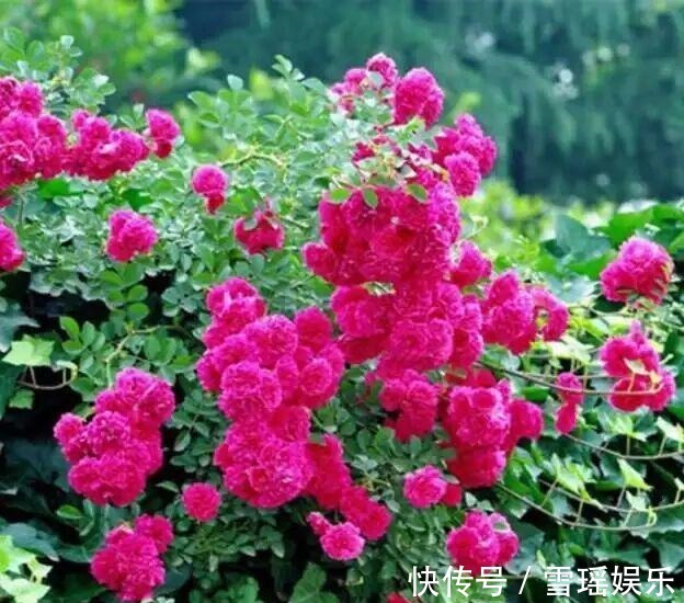 此花称“香水之花”,190天花期, 比牡丹好看,比桂花香