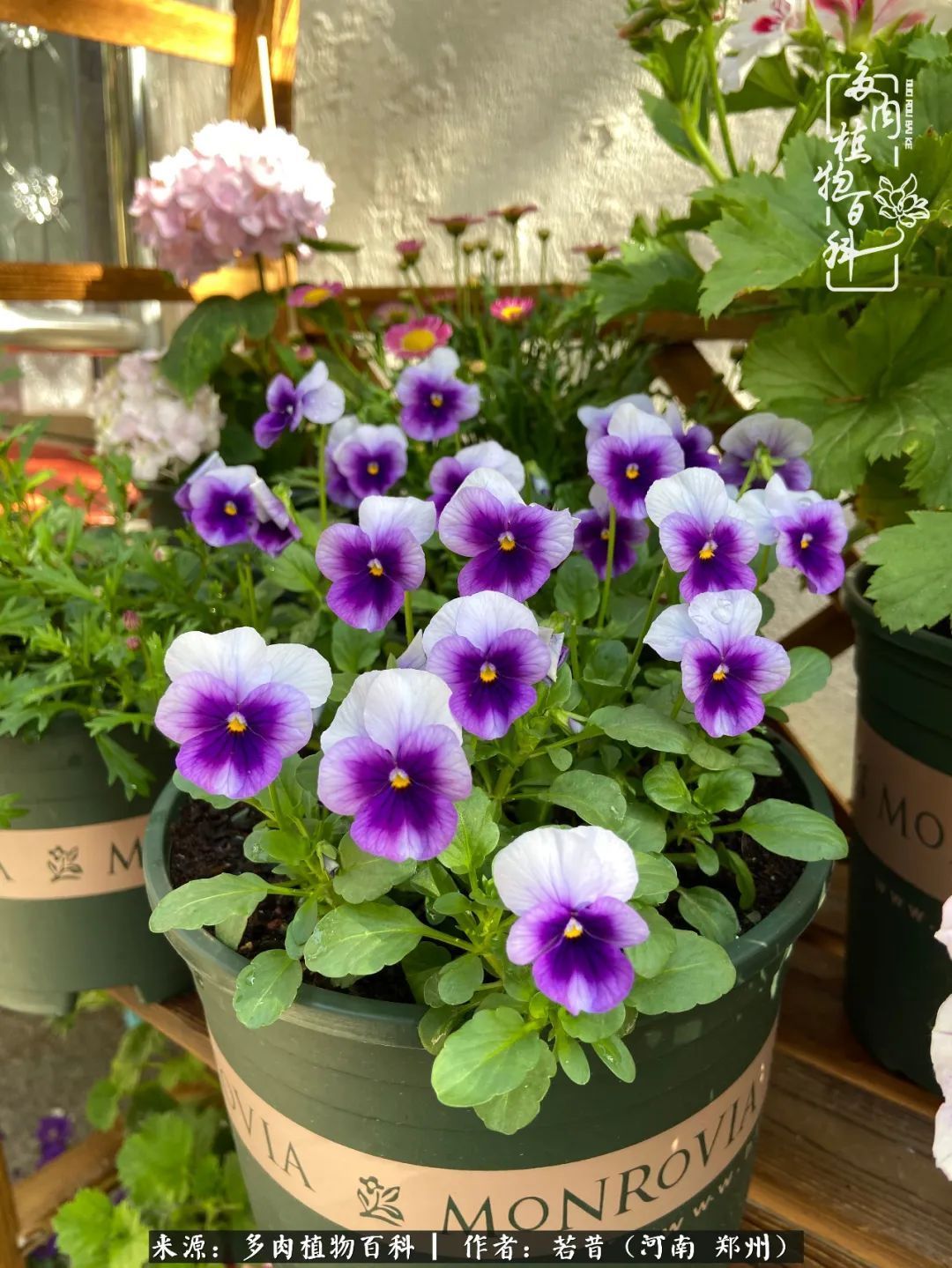 迷你小院儿,种满多肉、花草和蔬果,沉醉在自己的世外桃源!