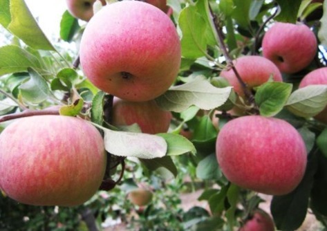 有机酸|每天吃一个苹果身体好,但苹果的2种错误吃法,反而损害健康