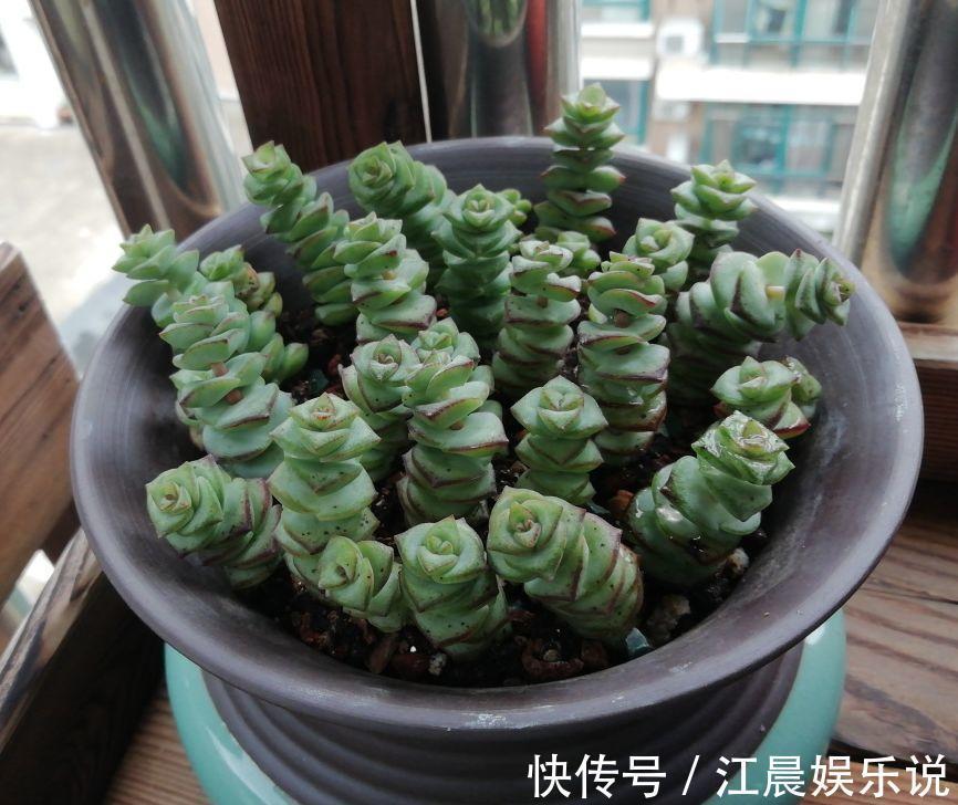 多肉叶子皱皱巴巴别光浇水，多半是伤根该换盆了！