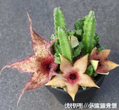 多肉植物|有些多肉状态非常美，但是它很“臭”，室内不要多养，多了很糟心