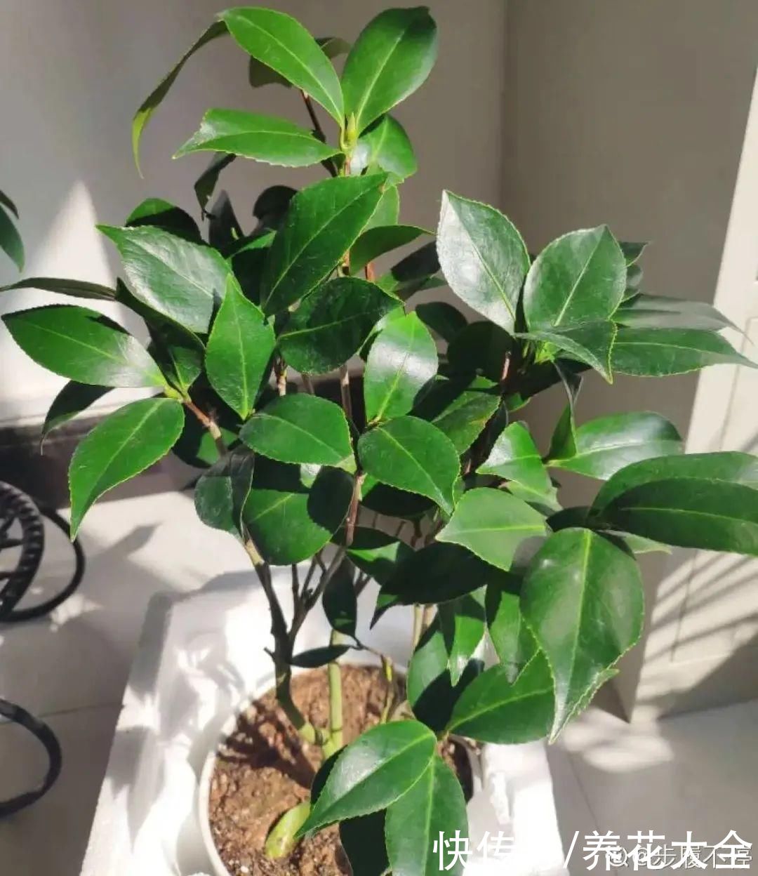 月季|8种花，现在快施肥，秋天开出满树花