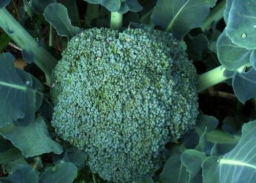 美容养颜|40岁女性多吃三种食物，美容养颜、滋润肌肤，好吃又健康！