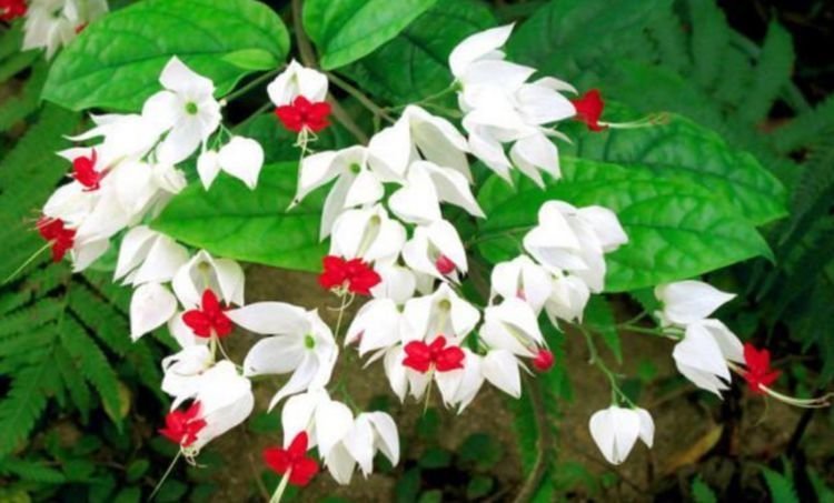 4种花很耐养，沾土就能活，开花漂亮花期长，谁养谁喜欢