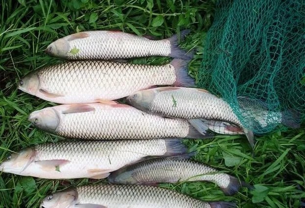 入秋后鱼不开口，只需这样处理，鱼群疯狂聚集！