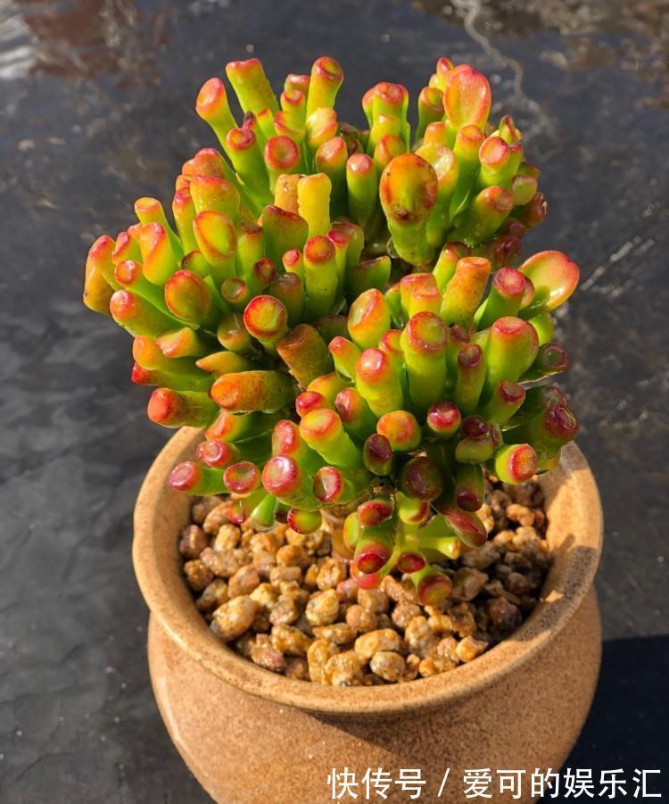 有名的“12种旺财花”,吉祥又大气,养成老桩更“旺家”