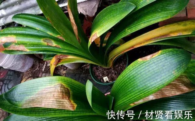 花友|君子兰、绿萝秋天“砍一刀”,呼呼冒出8个芽,赚了!