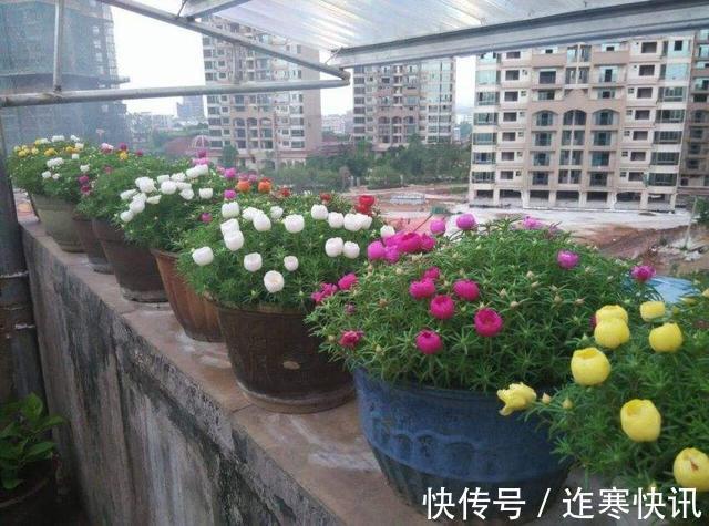 养花旧土别扔,“3样”东西加一点,土质肥沃,养花特旺,开花多